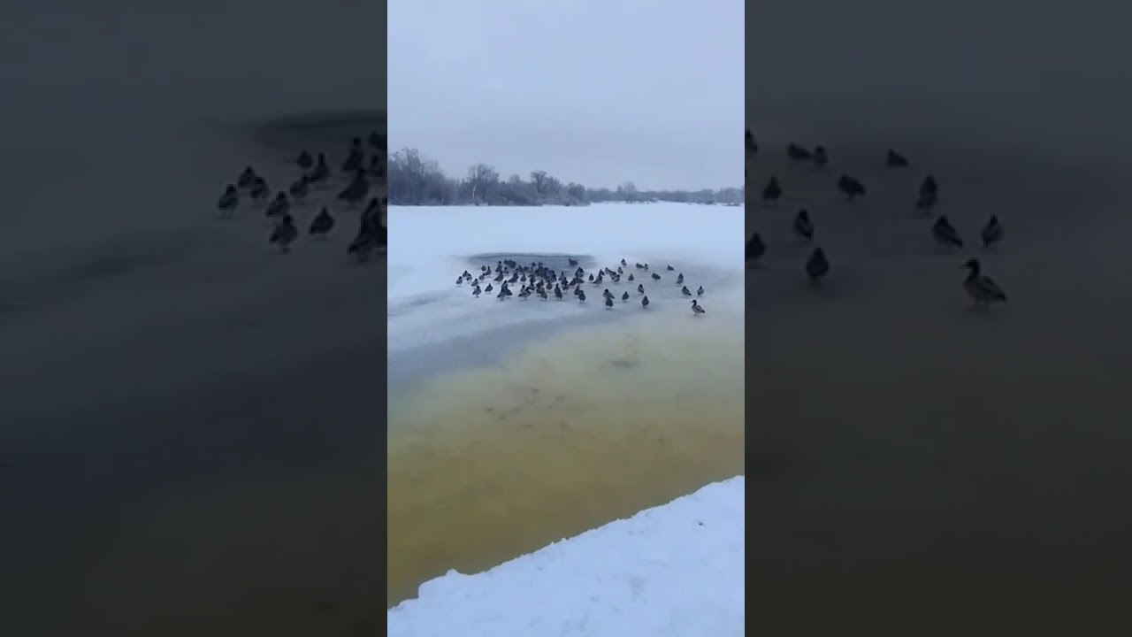 Наталья Ремизовская - Светлагорск я люблю цябе