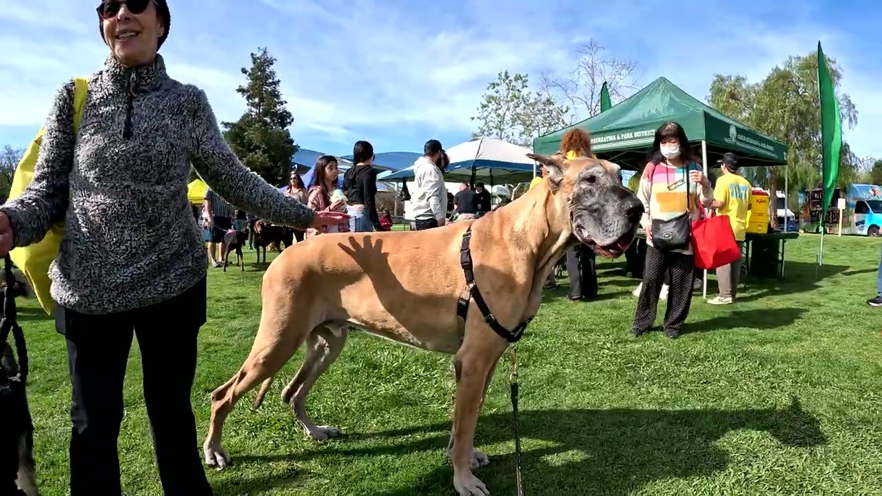 Cash 2.0 Great Dane at the Bark In The Park 2025 event in Thousand Oaks (1 of 5)