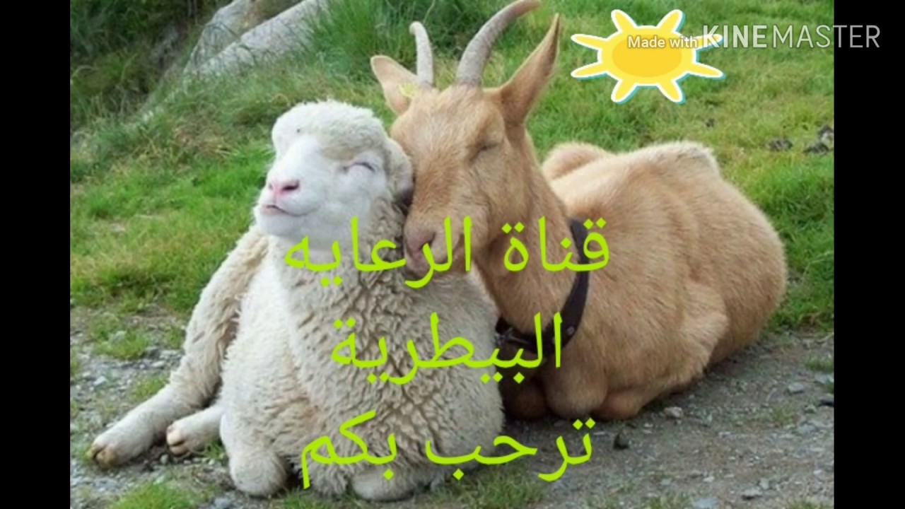أستخدام السونار لفحص الحمل في الأغنام ( ١٠ )