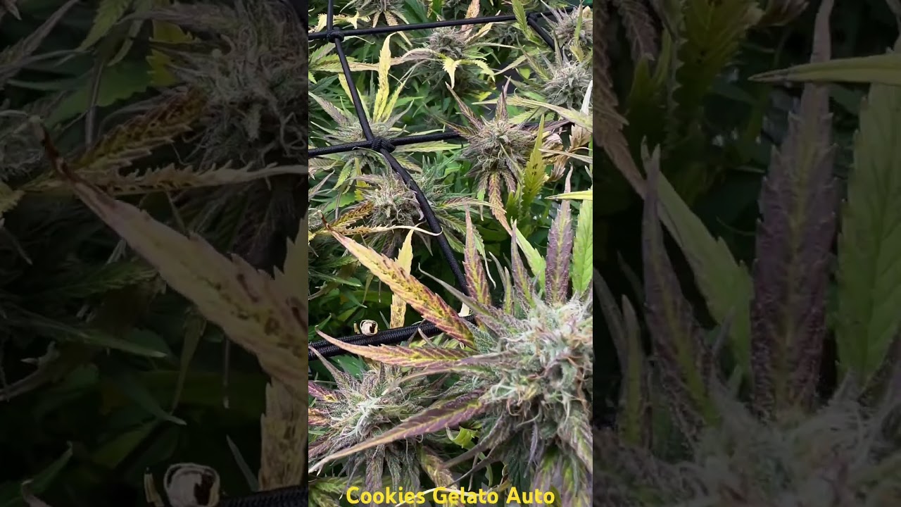Cookie Gelato Auto #week9 #RoyalQueenSeeds #Vivosun #Foxfarms #Frosty #Cannabis
