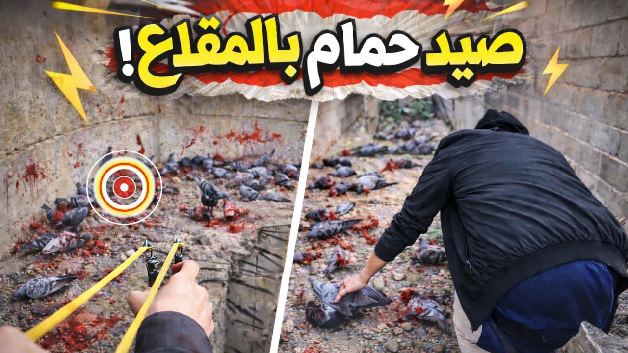 فروخ الحمام بغت تطيح فالبير🥵