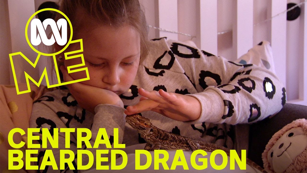 Petography: Central Bearded Dragon