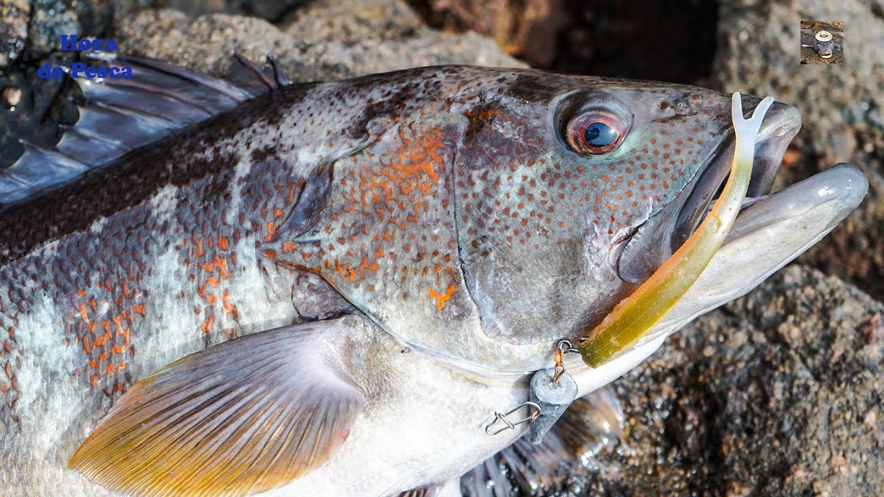 FISHING GIANT whitecaps z przynętą i przynętą. || Olbrzymie połowy z brzegu.