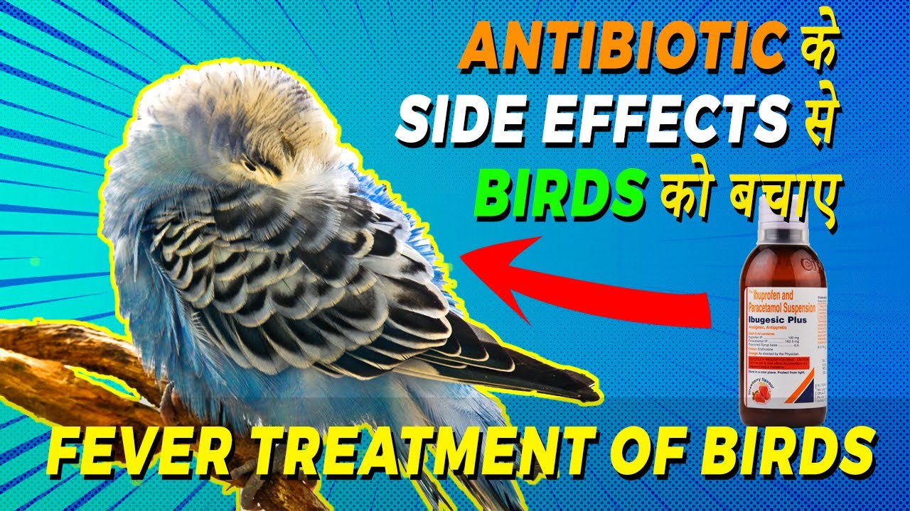 Want HEALTHY Birds? Watch This Fever Treatment Now | Lovebirds, Cockatiel, Java | Happy Budgies