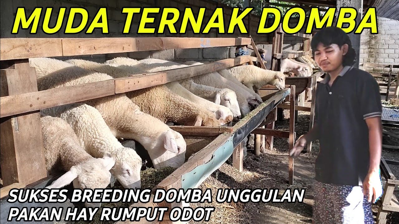 SUKSES BREEDING DOMBA UNGGULAN SISTEM PAKAN HAY RUMPUT ODOT | CERITA PETERNAK SUKSES
