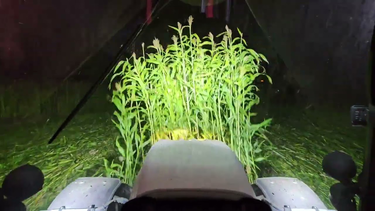 Semis de féverole dans un couvert vivant de sorgho