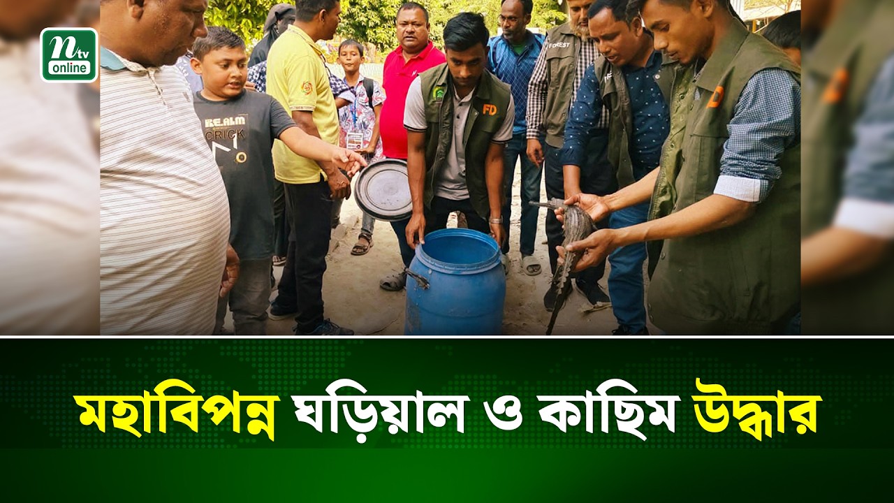 খোকসার ‘ইউটিউব ভিলেজ পার্ক’ থেকে মহাবিপন্ন ঘড়িয়াল উদ্ধার | NTV News
