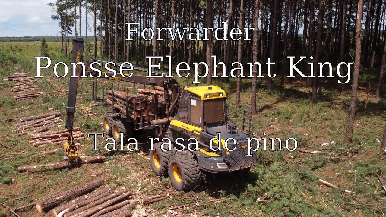 Forwarder Ponsse Elephant King trabajando en una cosecha de pino.
