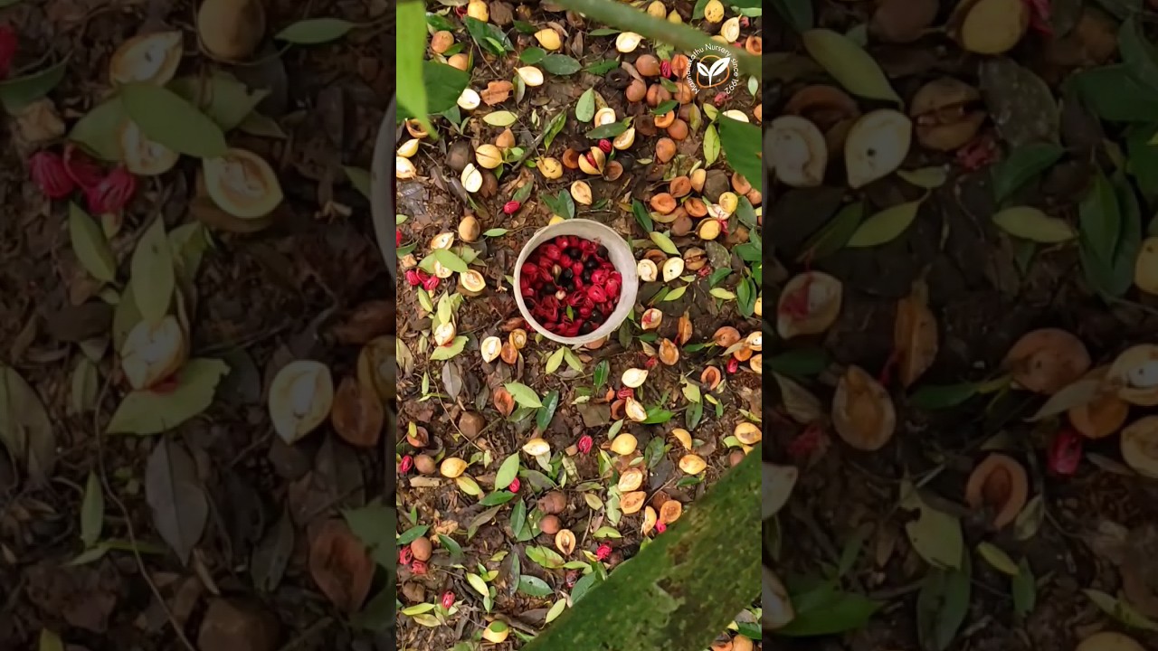ജാതിക്ക | Nutmeg #nutmeg #agriculture #youtubeshorts #spices #shorts #short @mannarakathunursery