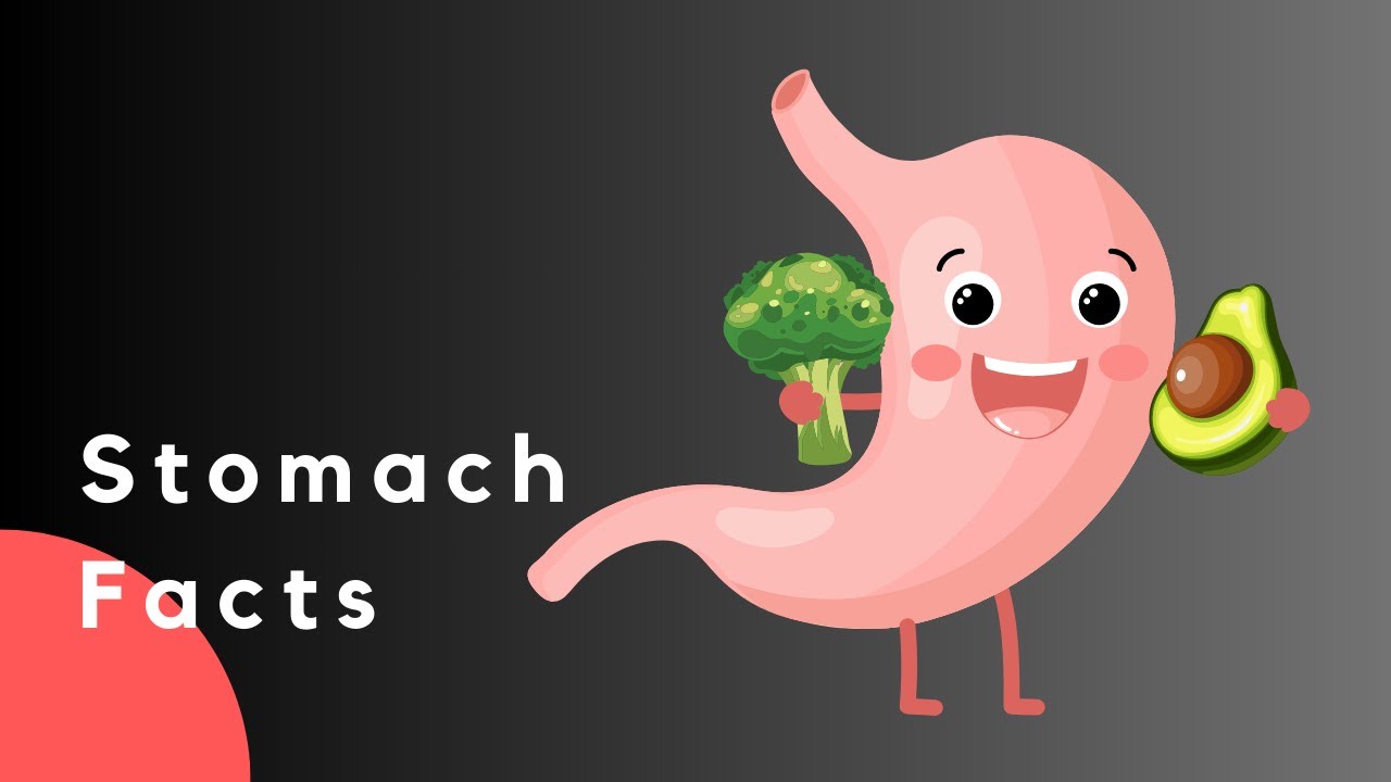 Fun Science Facts About the Stomach | Educational Videos for Kids