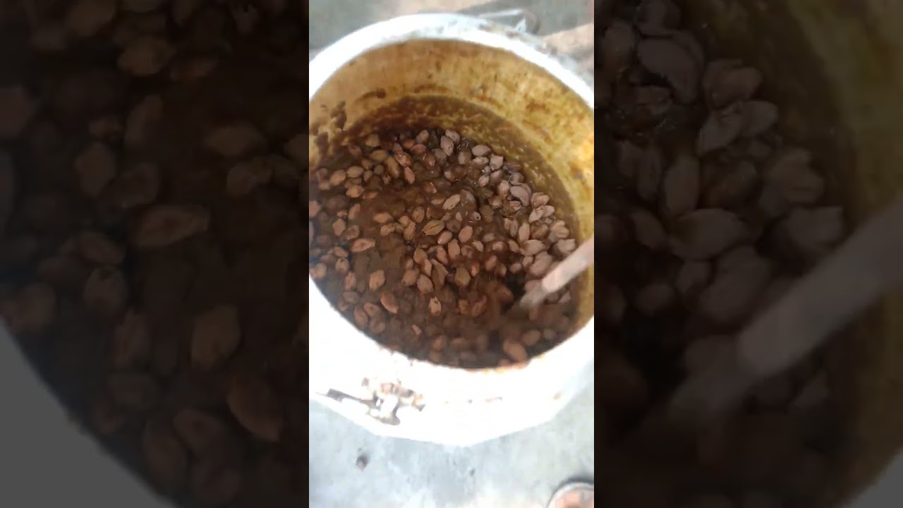 Malabar neem seed growing (part 1) #malabar