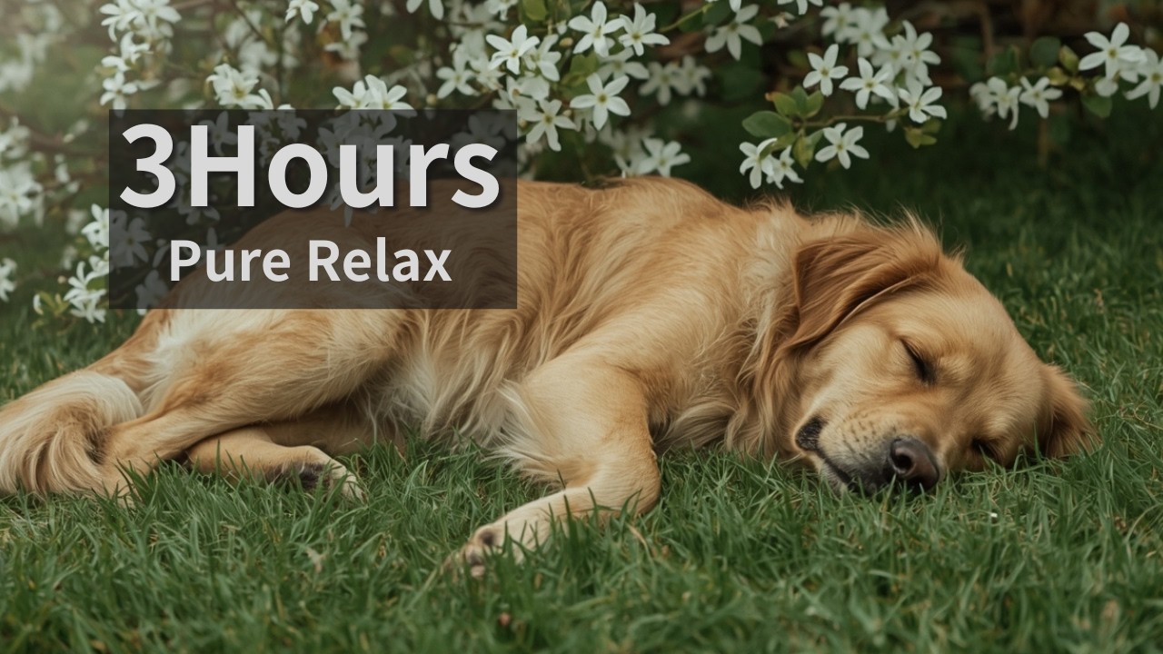 3 Hours Deep Sleep & Chill Music - Jasmine Garden Sanctuary (3時間 熟睡・ジャスミンの香る癒やしの庭園とチル)