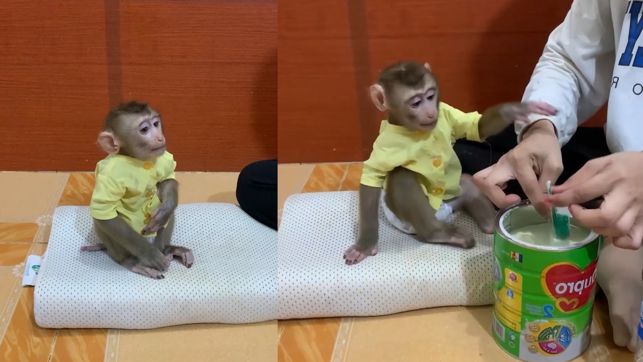 Cute Baby Monkey’s Funny Reaction to Milk Time 🐵🍼 | Adorable Moments