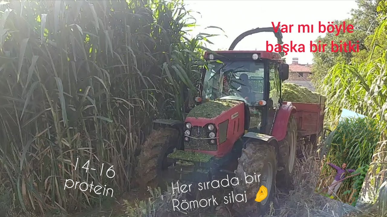 Sonunda Silajı Yaptık. #Maralfalfa da Müthiş Verim. Dekarda 20 ton silaj