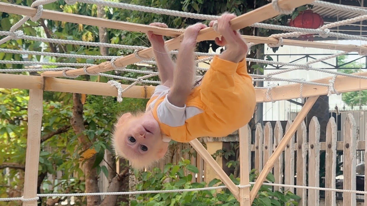 Baby monkey Lulu hides from dad to go play on the climbing frame