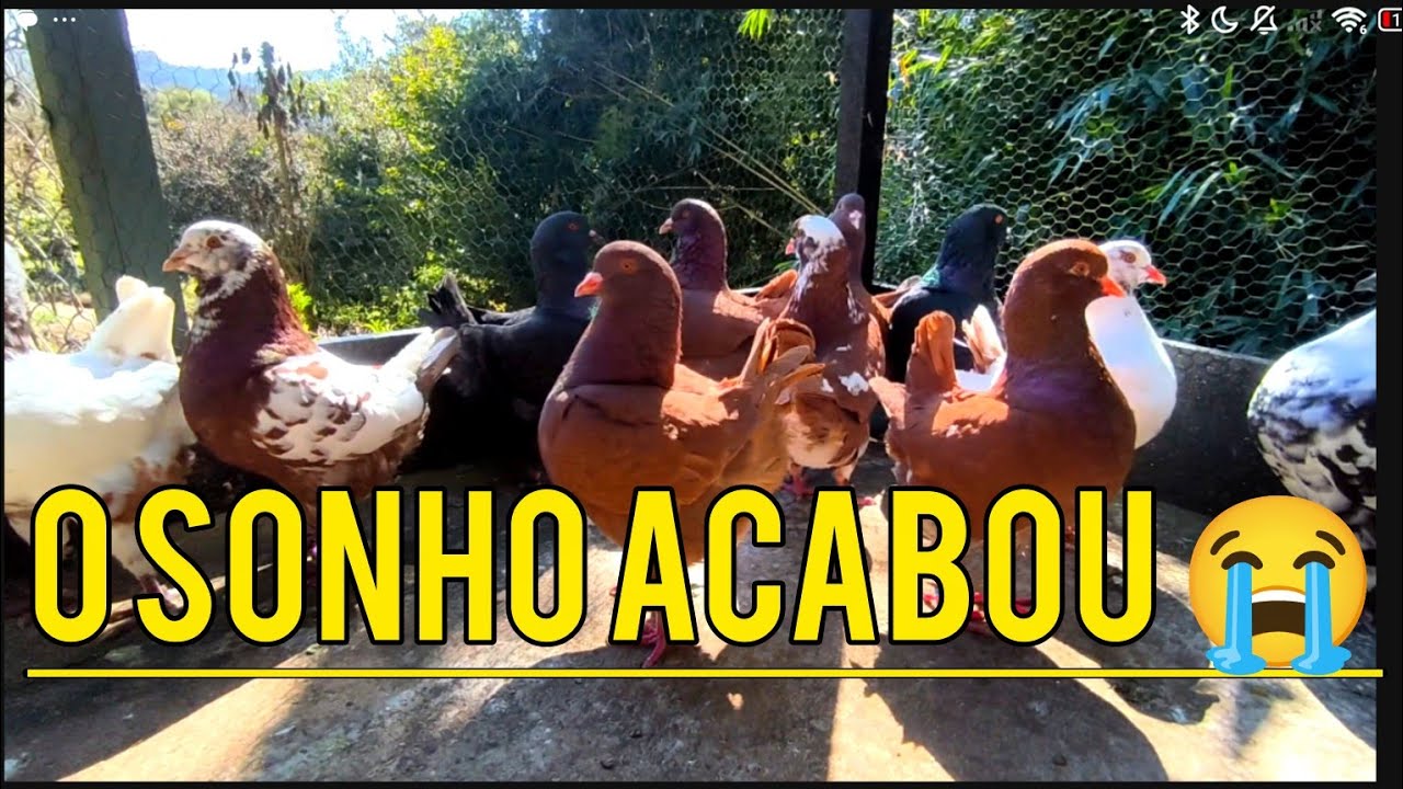 Vendi Meu Plantel De Pombos KING O Sonho Acabou #aves #king #pombos