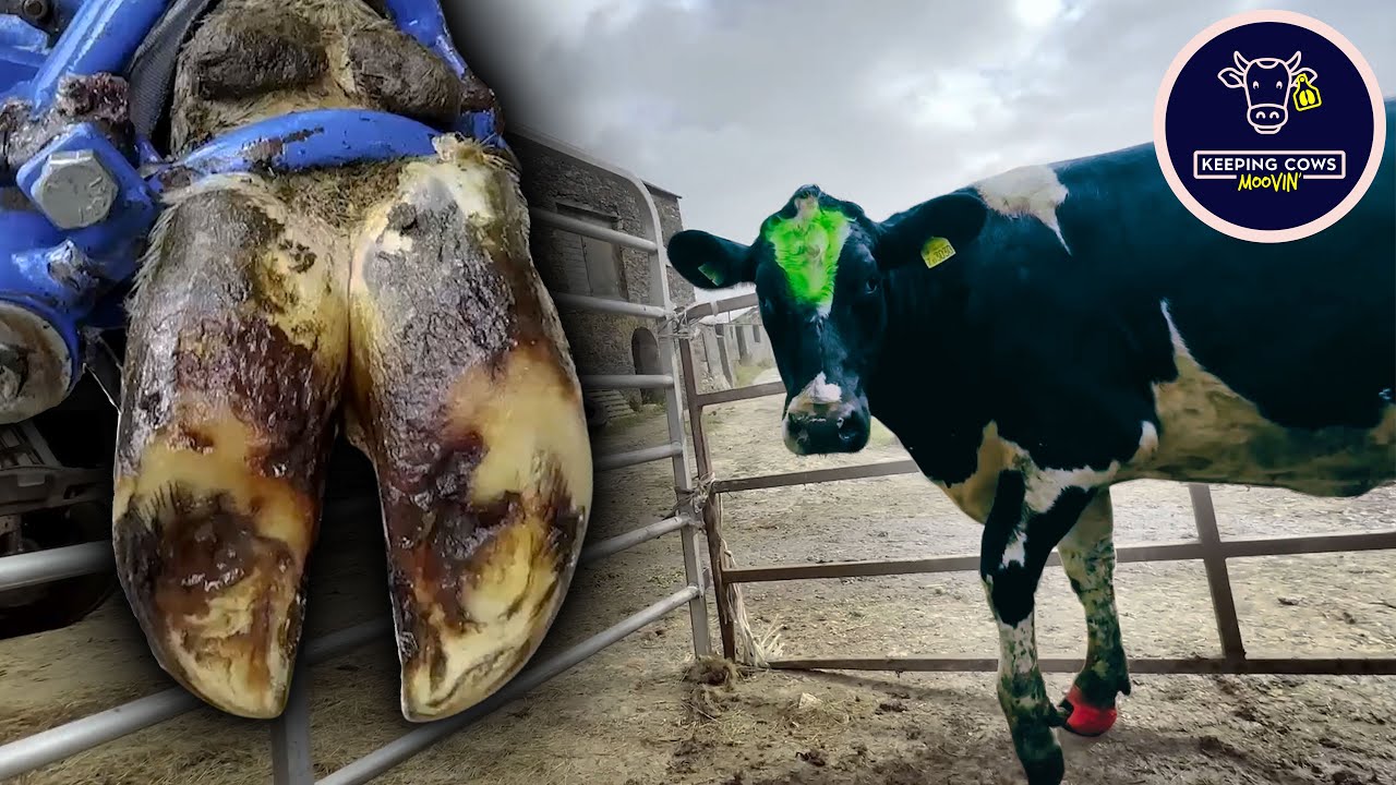 Почему эта ворчливая КОРОВКА не хотела, чтобы ей ПОДРЕЗАЛИ КОПЫТА?