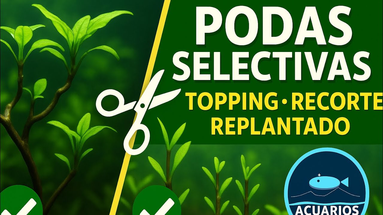 Podas selectivas en plantado: topping, recorte y replantado