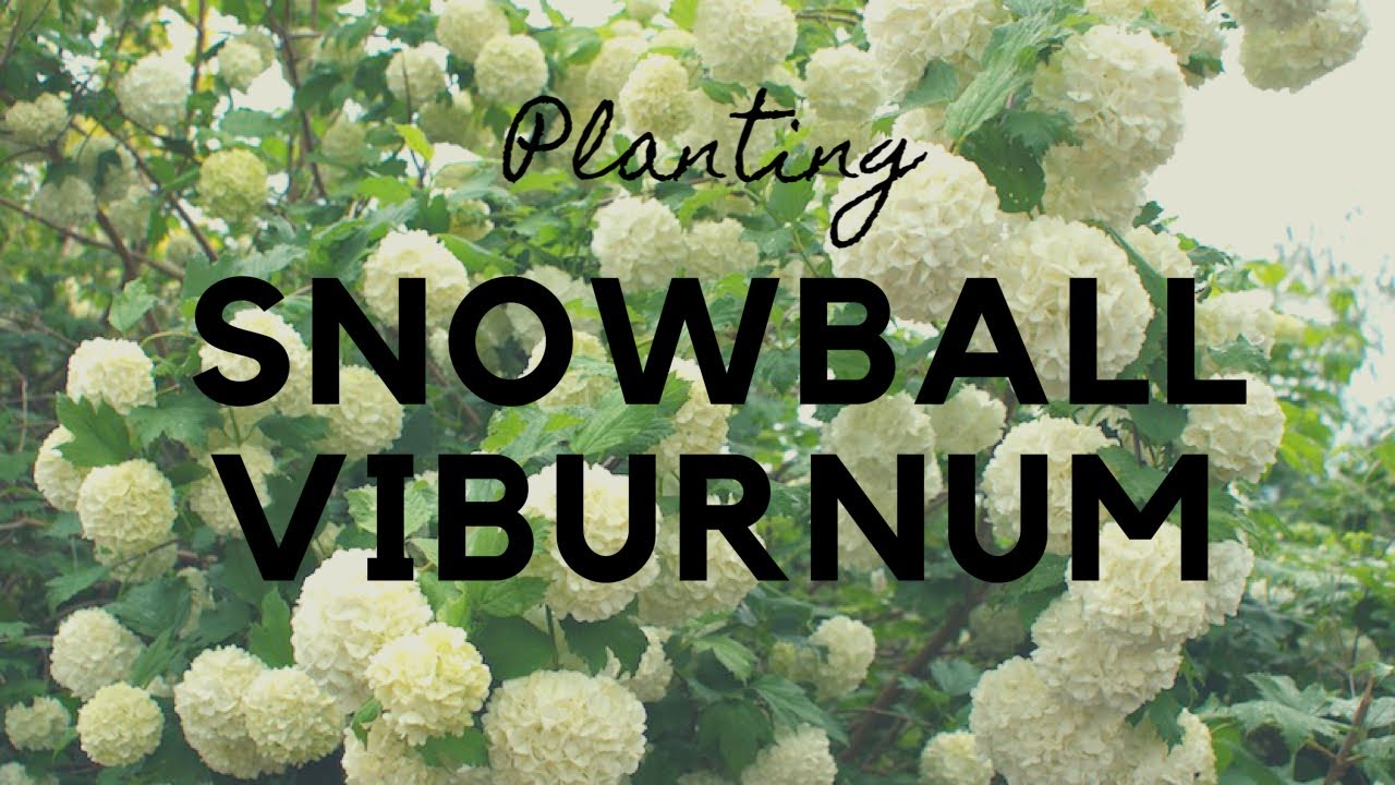 How to plant Snowball Viburnums