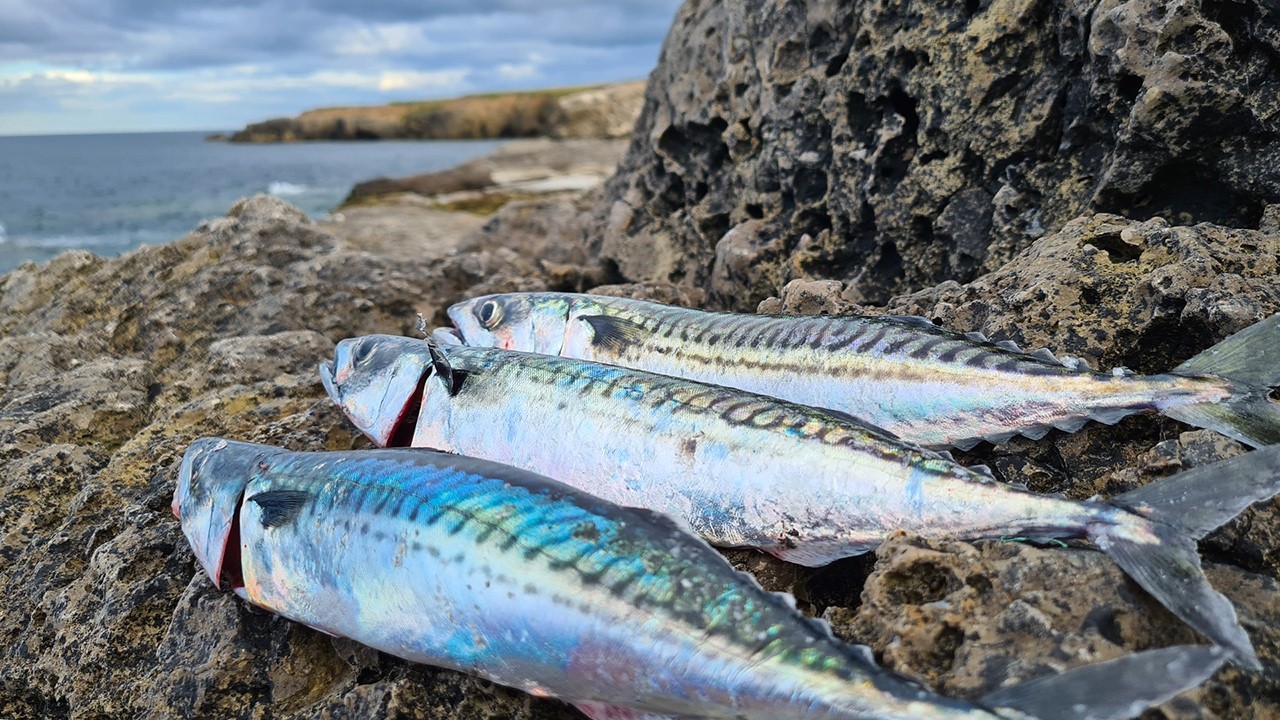 Mackerel Fishing Off the Rocks + Pollock | Sea Fishing UK