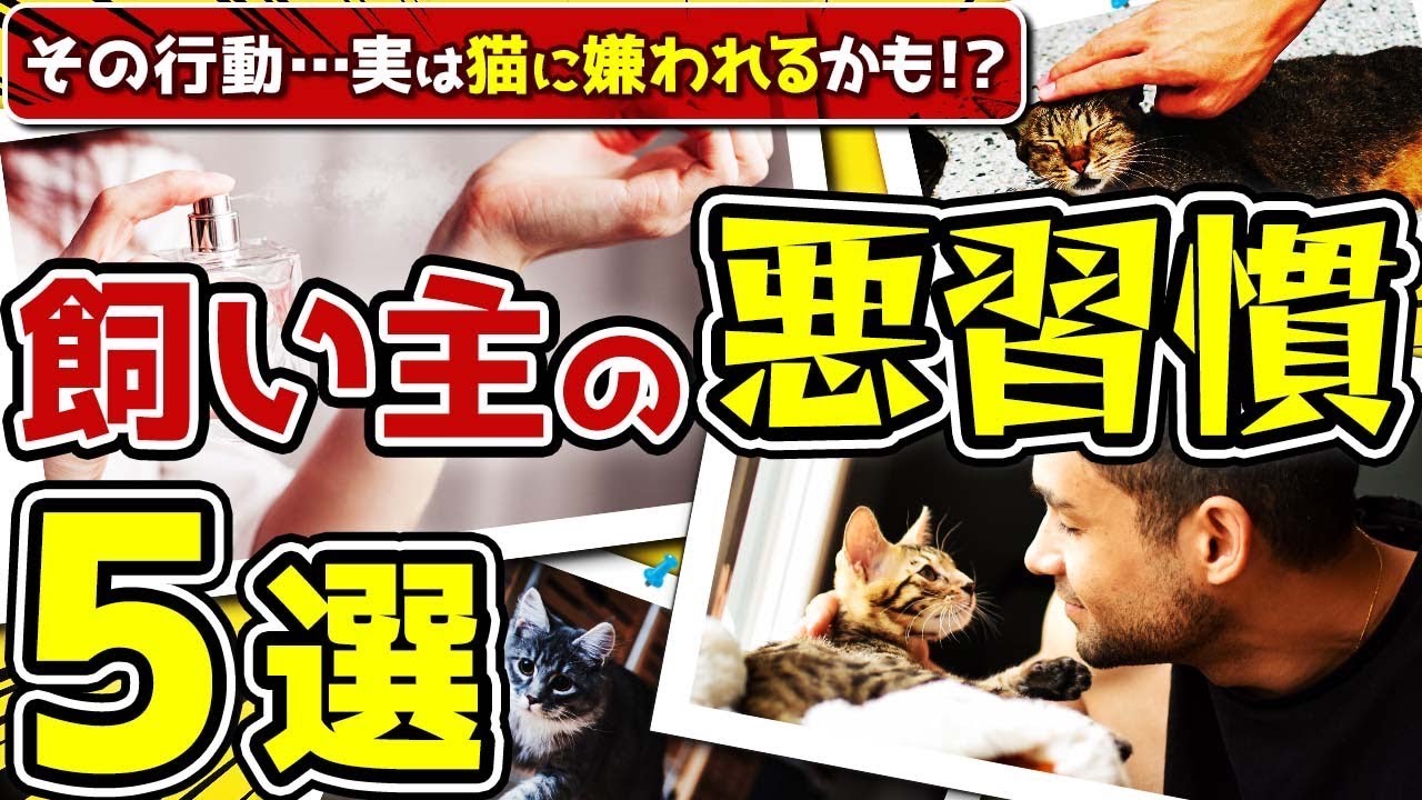【猫に嫌われるかもしれない行動５選】