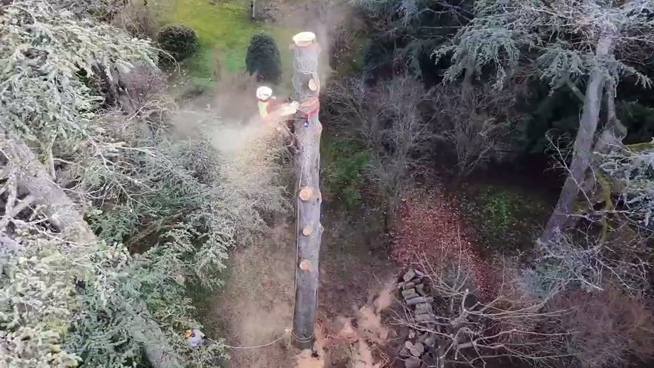 Démontage du fût d'un cèdre