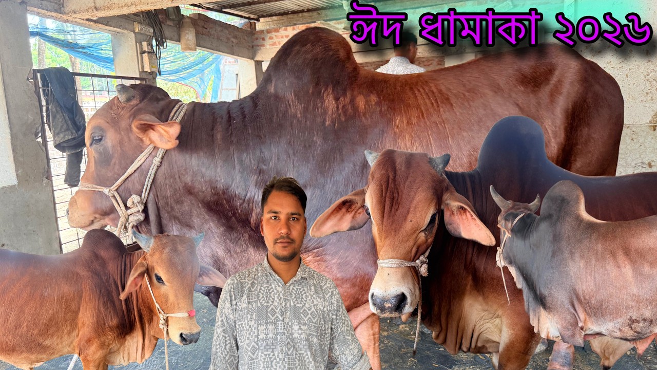 ২০২৬ কোরবানির গরু! সেরা সেরা শাহীওয়াল গরু নিয়ে প্রস্তুত প্রান্তিক খামারি । গরুর খামার