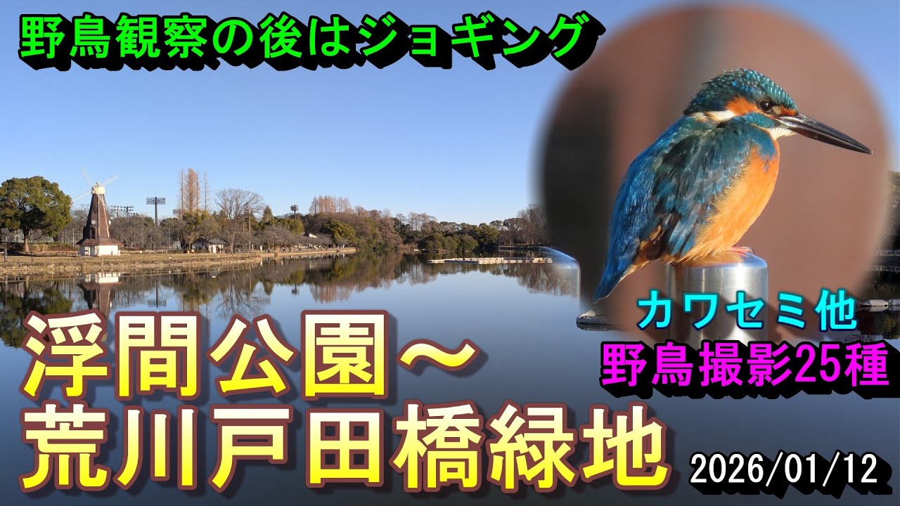 【野鳥観察】浮間公園～荒川戸田橋緑地  野鳥撮影25種  野鳥観察の後はジョギング