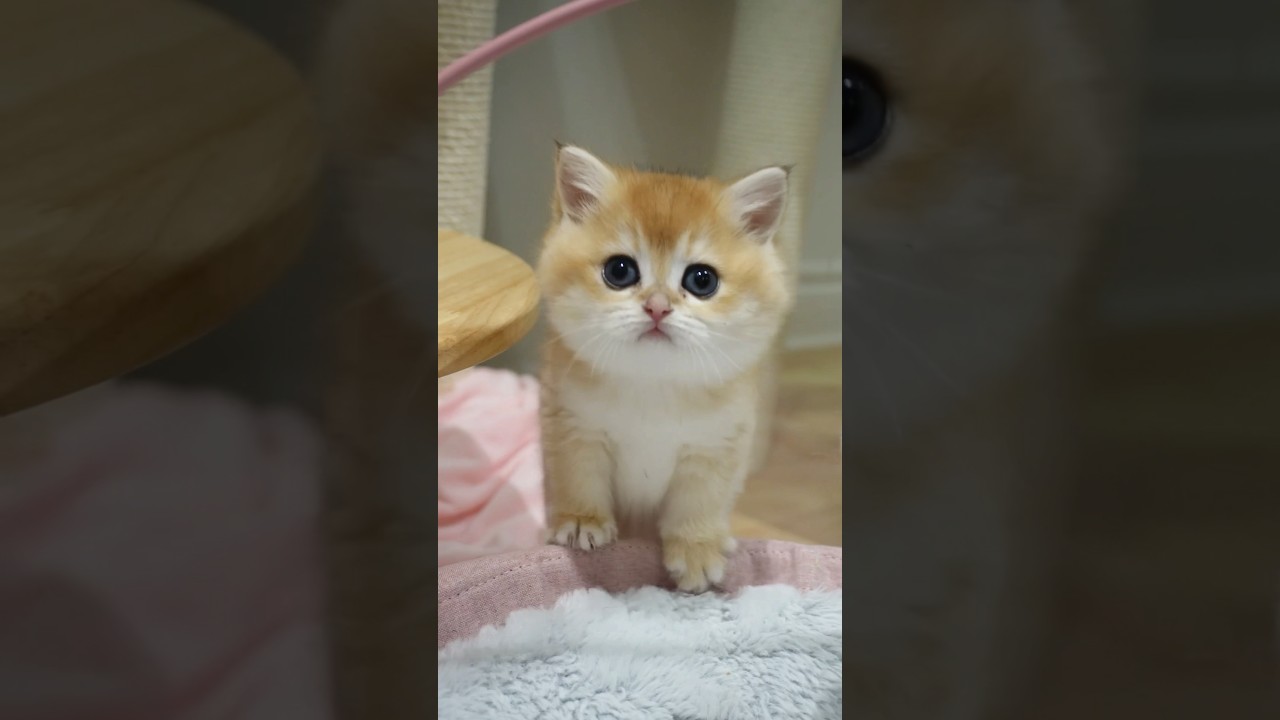Sweet British Shorthair golden chinchilla kitten.🍭