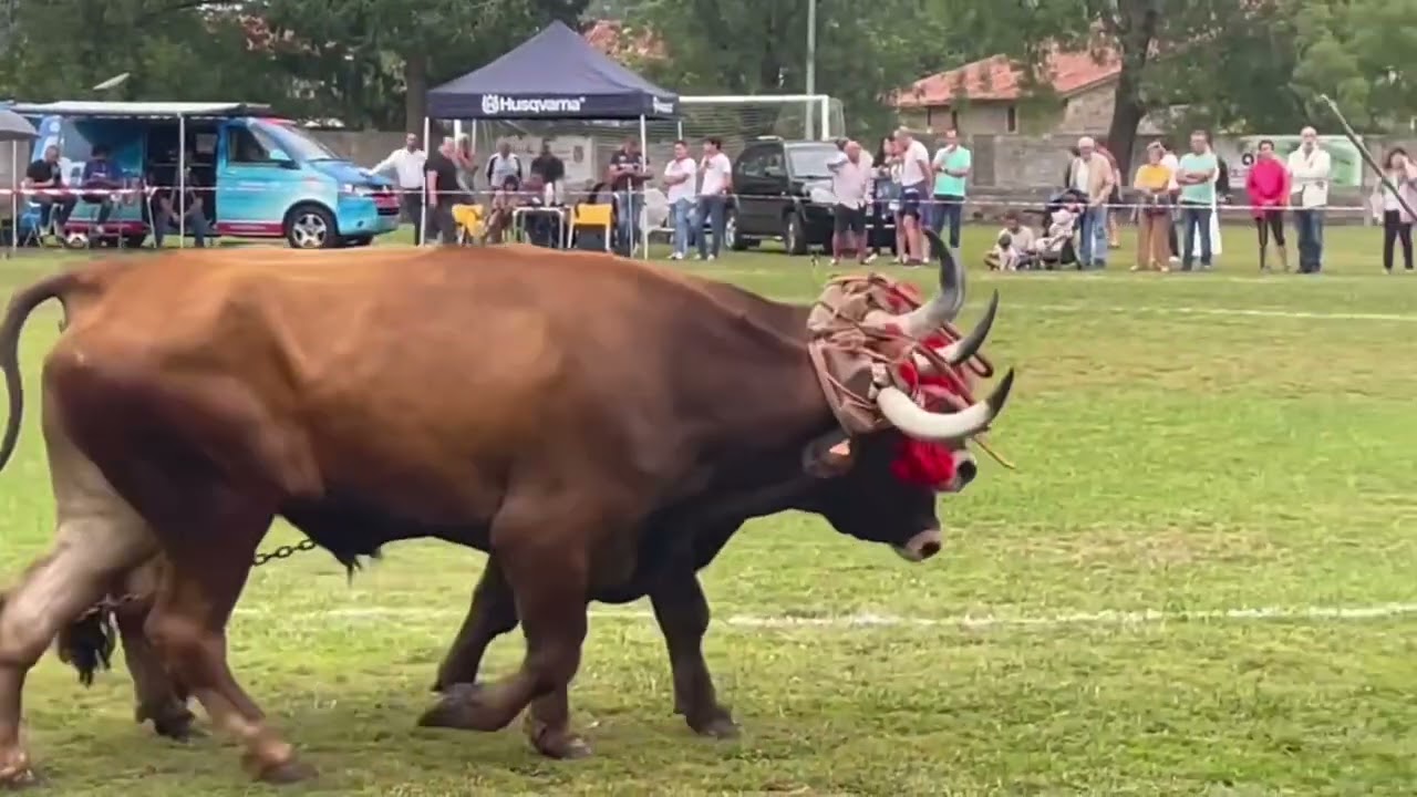 Concurso de Arrastre (Cabezón de la Sal)