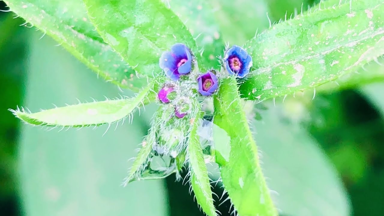 Azotalenguas (Asperugo procumbens)