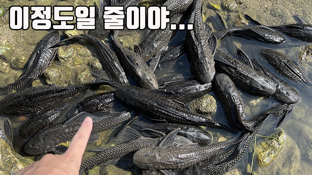 소문이 사실이었네요... 하천을 뒤덮은 외래갑옷물고기 이건 빙산의 일각입니다 ㄷㄷ