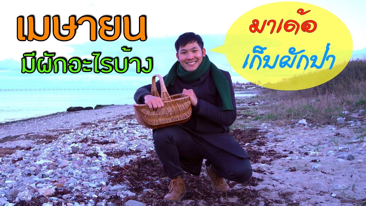 เมษายน กับ 7 ผักป่าที่เก็บได้แล้ว ผักป่ากินได้เยอะแยะกำลังผุดครับ (มาเด้อๆ)