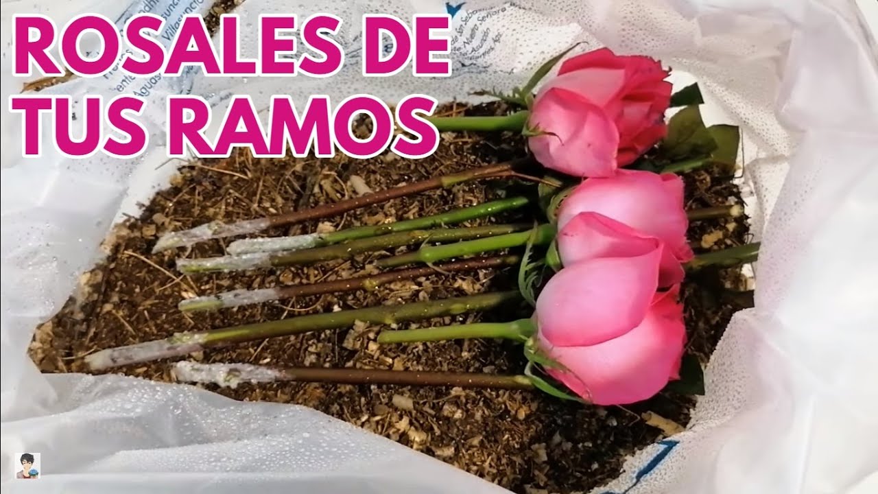 como reproducir rosales por esquejes chuyito jardinero