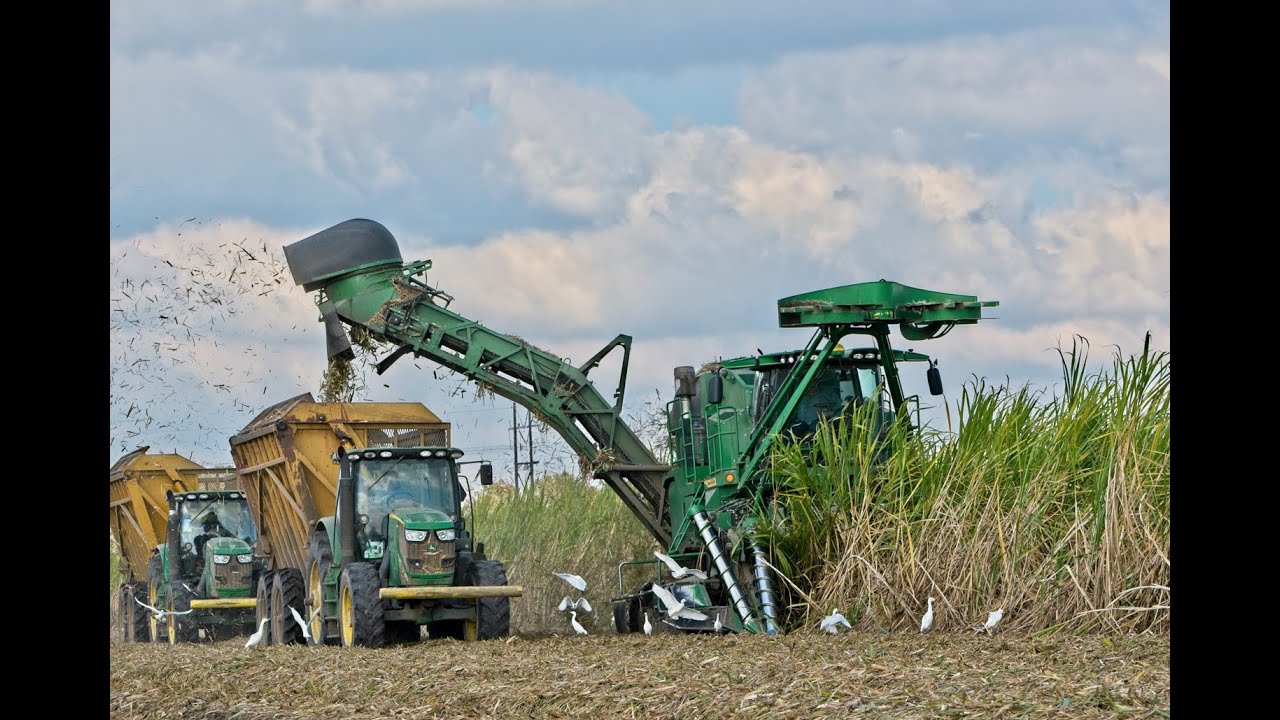 John Deere CH960  2 Row Sugarcane Harvester in Louisiana 4K