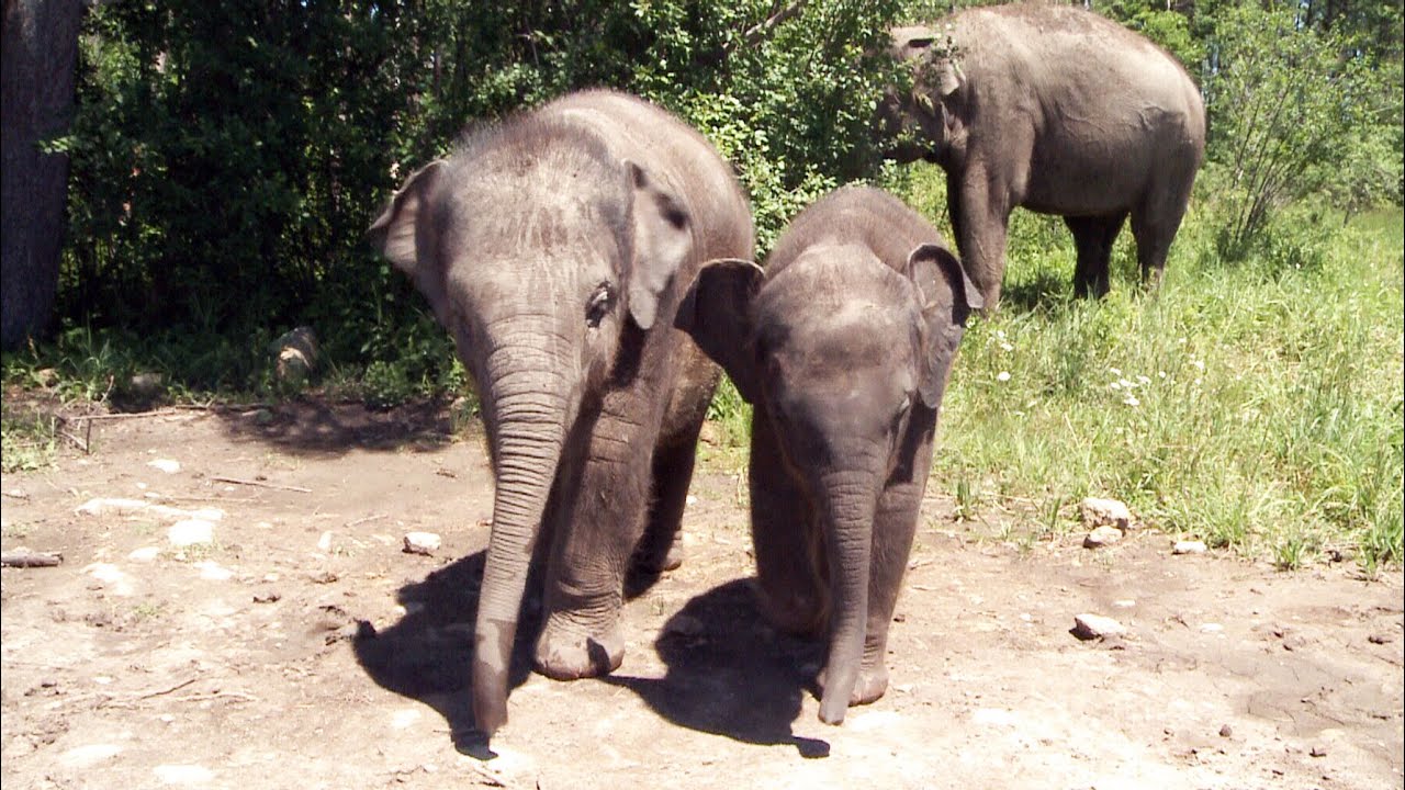 First glimpse at African Lion Safari's new baby elephants
