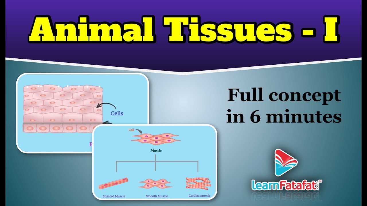 Class 9 Science Tissues - Animal Tissues - Part 1 |  - LearnFatafat