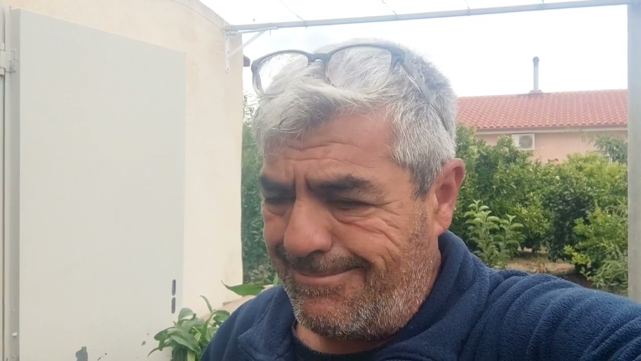 Injertando albaricoque Mauricio de yema viva sobre puente de nectarina.