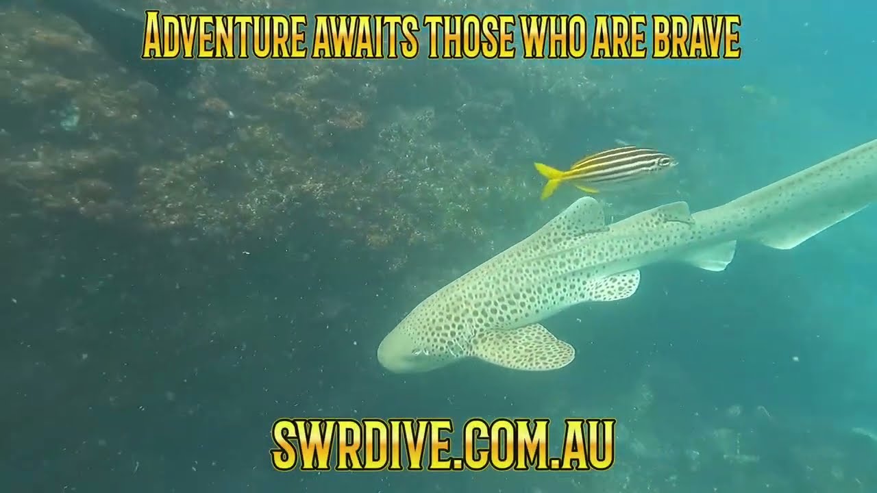 Adventures at Fish Rock 398 - Queensland Gropers and Leopard Sharks