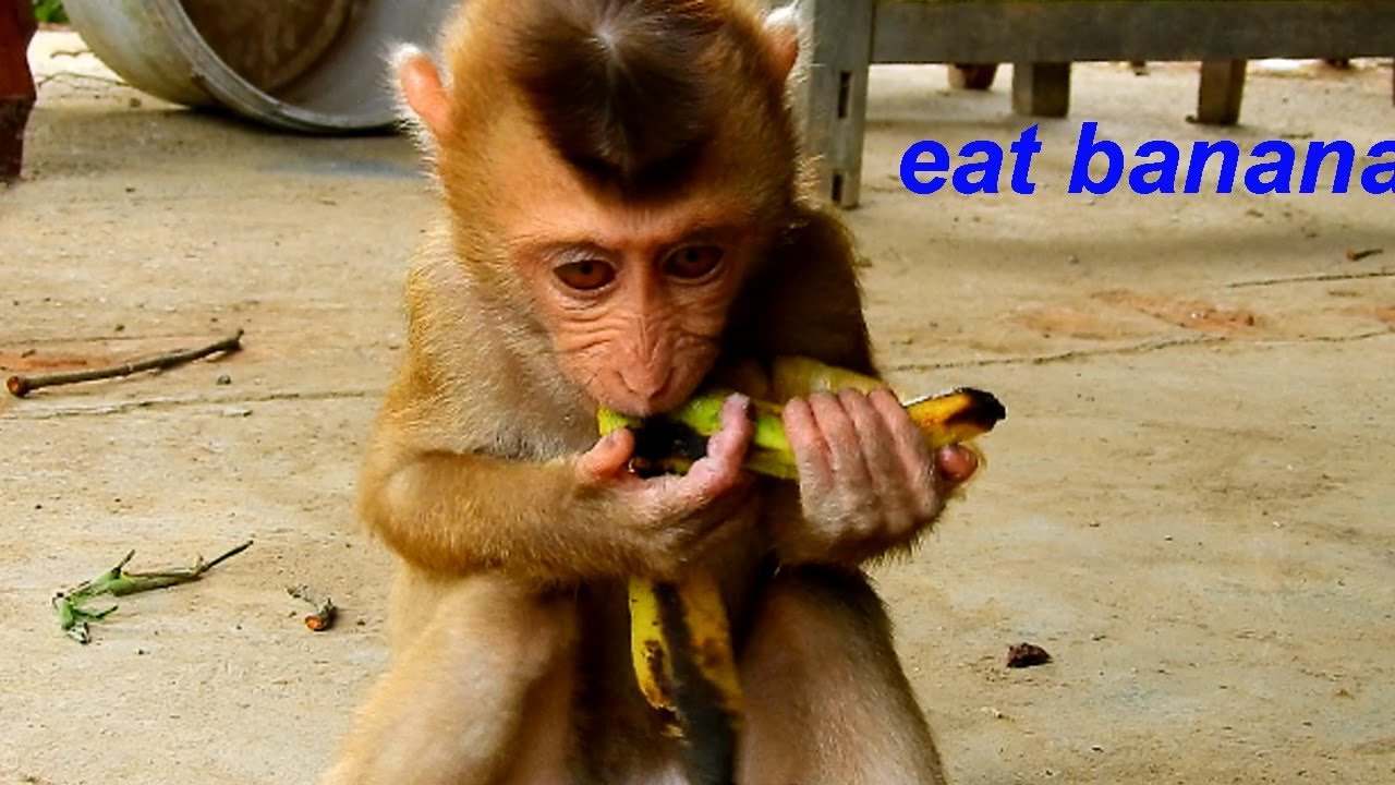 monkey JOJO and dog playing.