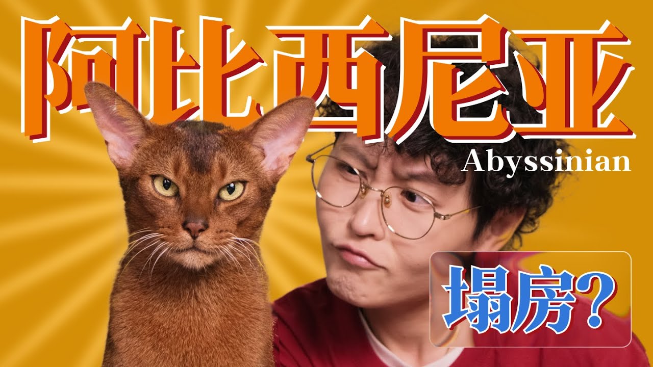 【养猫必看】阿比受害者联盟｜这是你理想中的阿比吗？