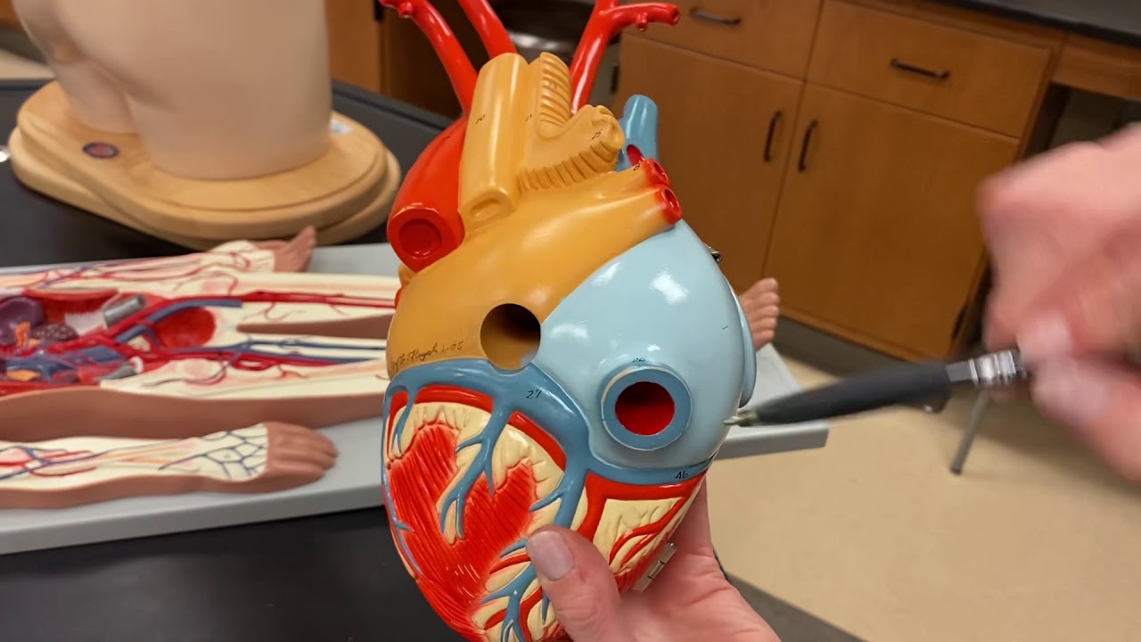 Heart of America model
