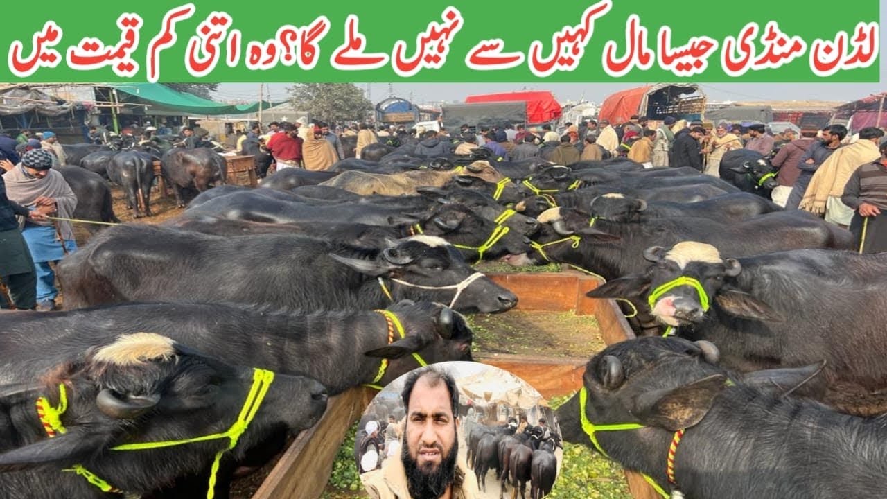 Luddan Mandi Ki Top Quality Buffaloes || Nali Ravi Jhotian in Luddan Mandi | Low Rates today Luddan