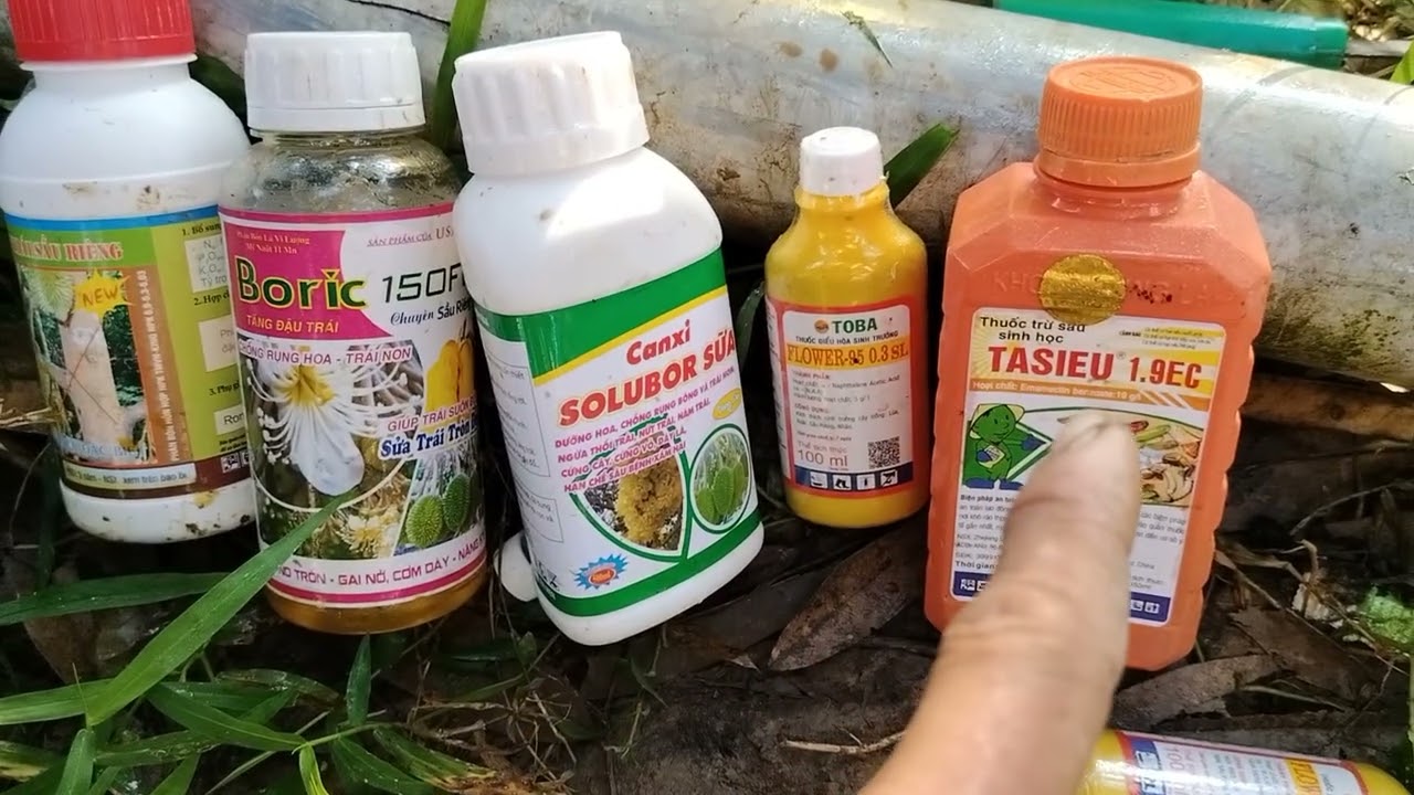 Bộ đậu trái sầu riêng mùa thuận sớm không dùng paclo để làm tròn trái 