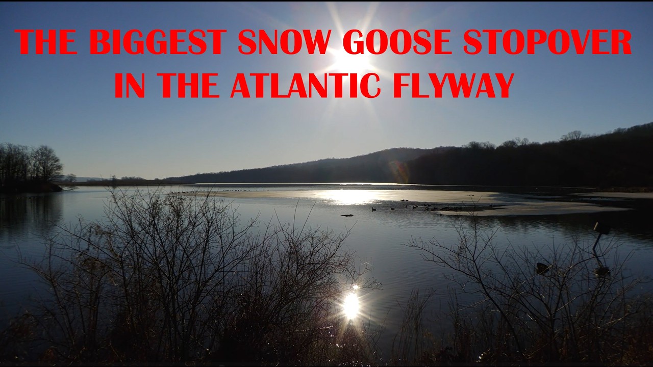 THE BIGGEST SNOW GOOSE STOPOVER in the ATLANTIC FLYWAY is Found HERE in Eastern Pennsylvania