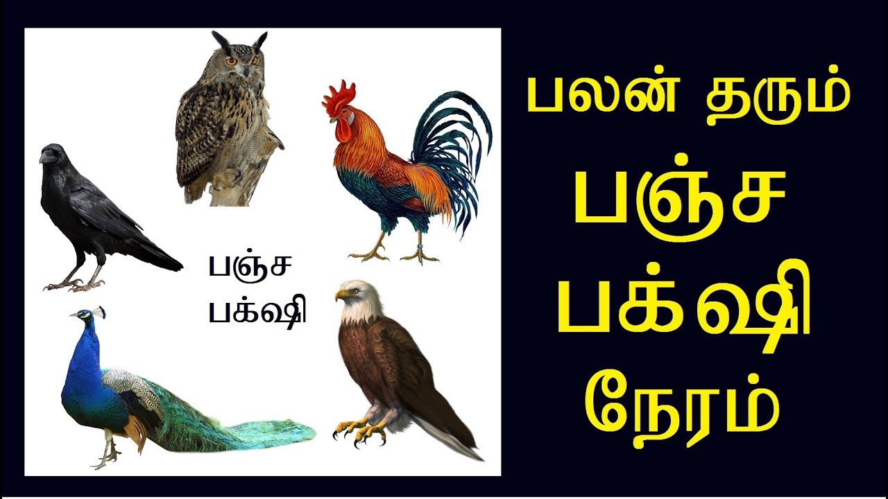 பலன் தரும் பஞ்ச பக்‌ஷி நேரம் (பாகம் - 1) | ஜோதிட தகவல் | Astro Kasiram