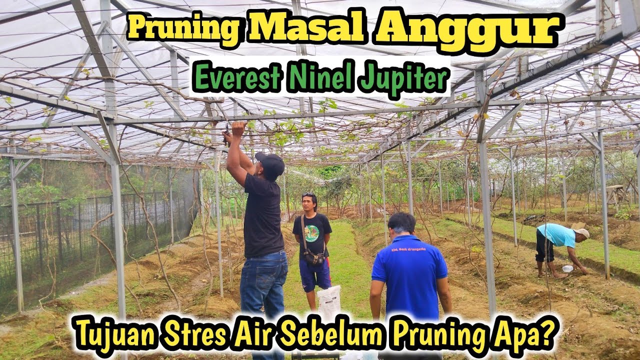 Andai Tau Dari Dulu❓Tujuan Stres Air Sebelum Pruning Pembuahan Anggur