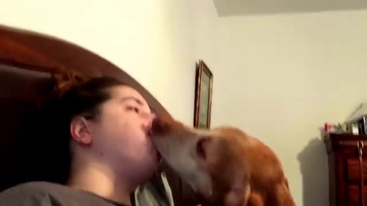 World record for dog licking a person's face