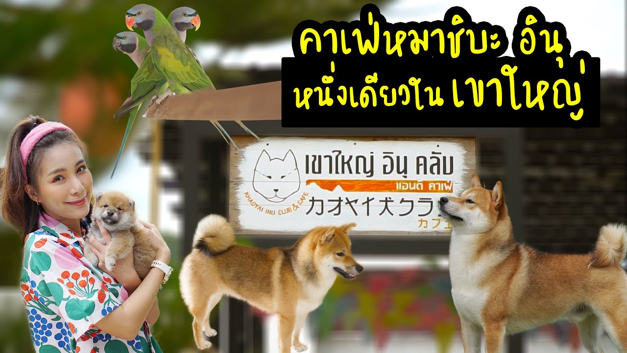 คาเฟ่หมาชิบะ อินุ หนึ่งเดียวในเขาใหญ่ l OA 26 ก.ค. 2563