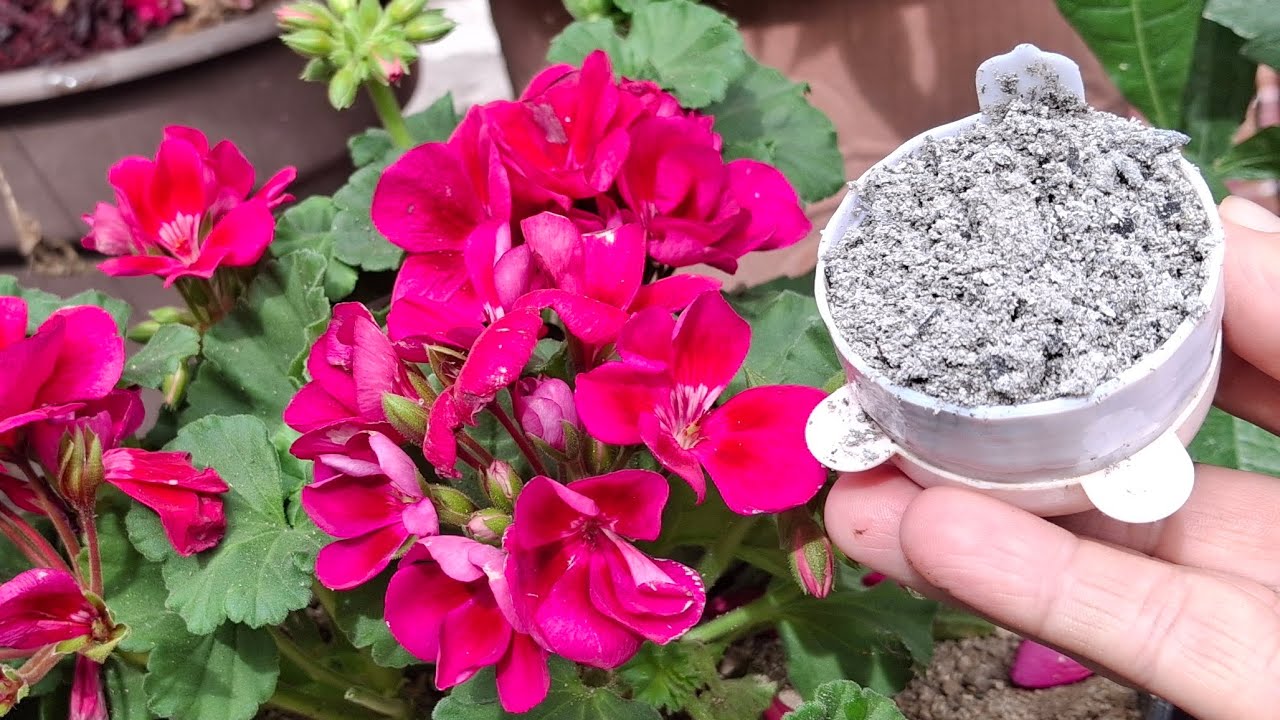 Potente fertilizante FÁCIL y GARANTIZADA la floración , cualquier planta florece , novios malvon 